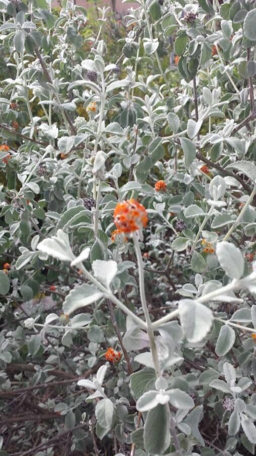 Buddleja marrubiifolia 4