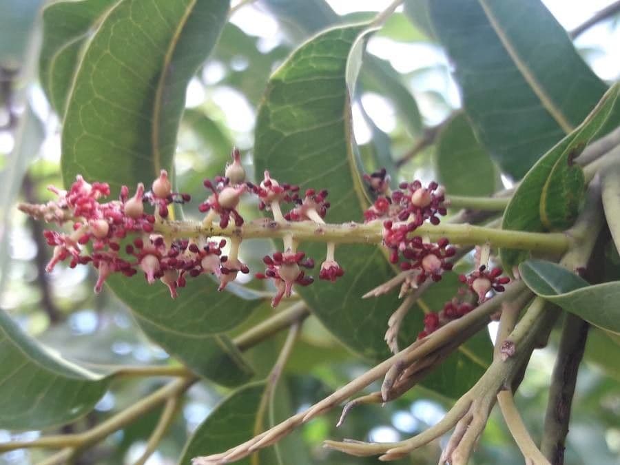 Elattostachys 7