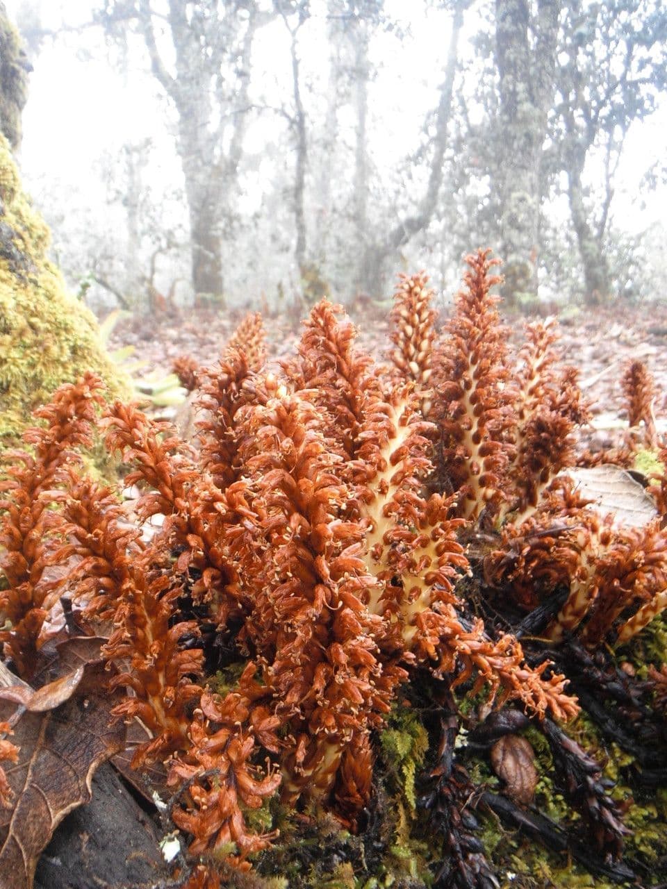 Parchliniec alpejski 9