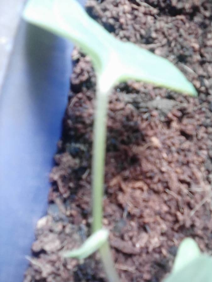 Melon 29