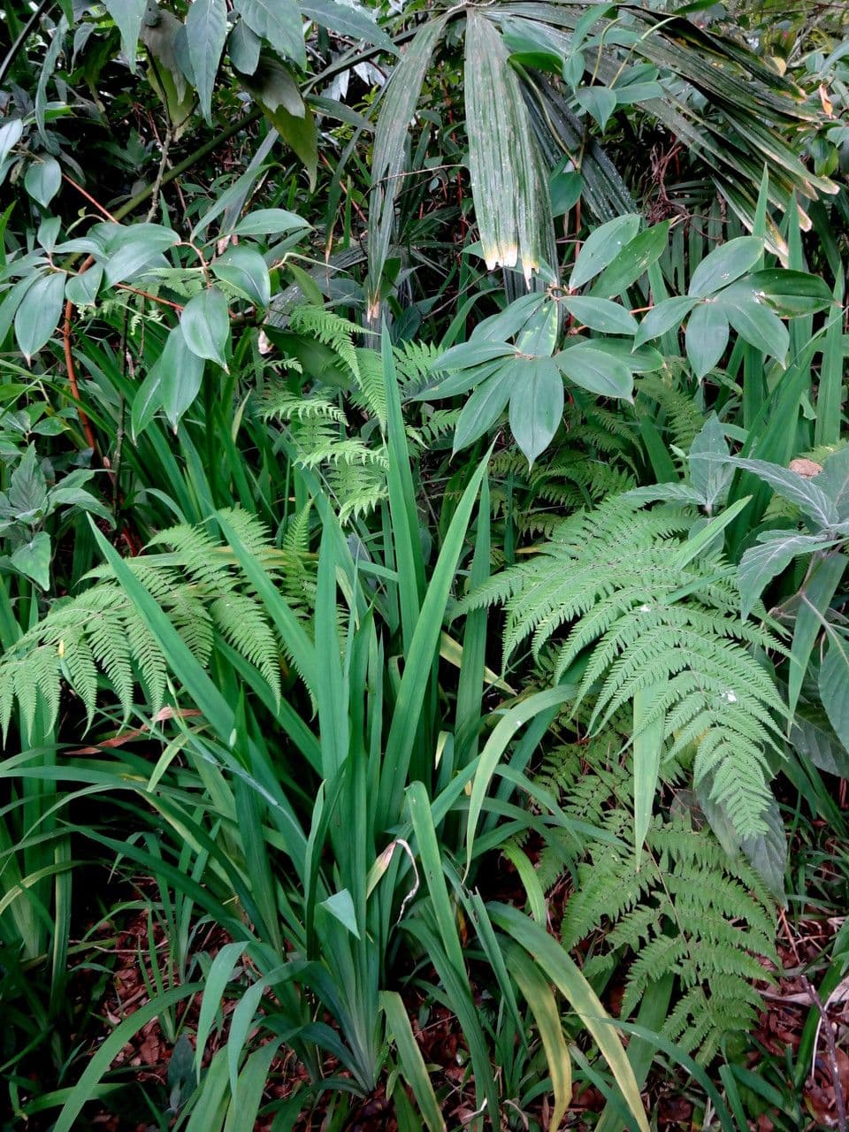 Lastreopsis 2