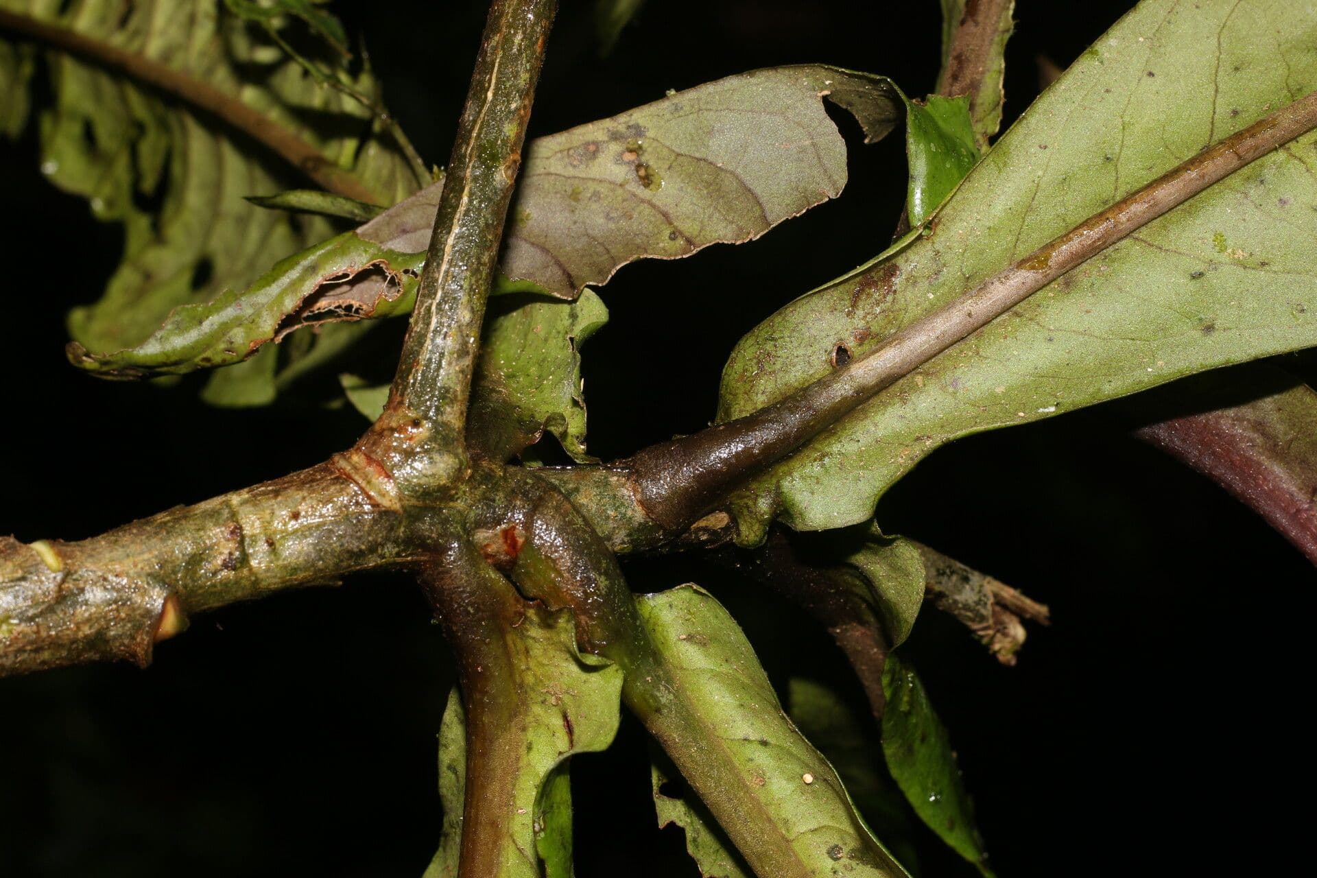 Ardisia 18