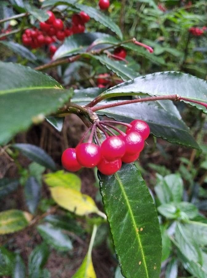 Ardisia crenata