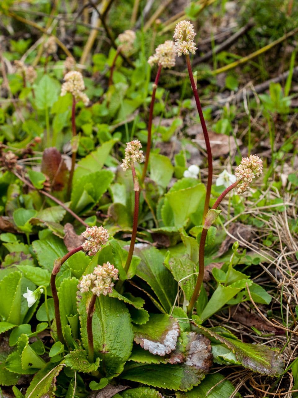 Leptarrhena 7