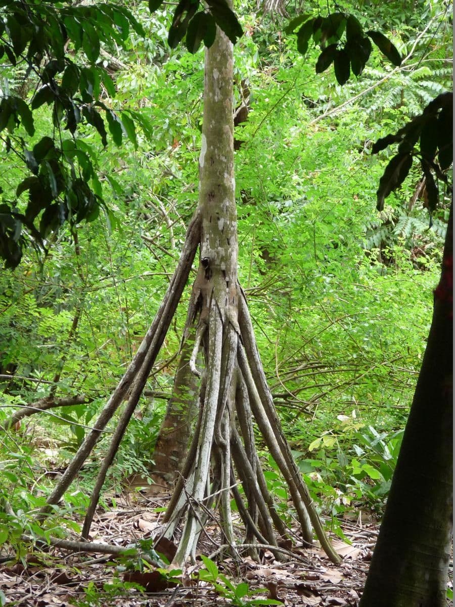 Sokratea naga 19