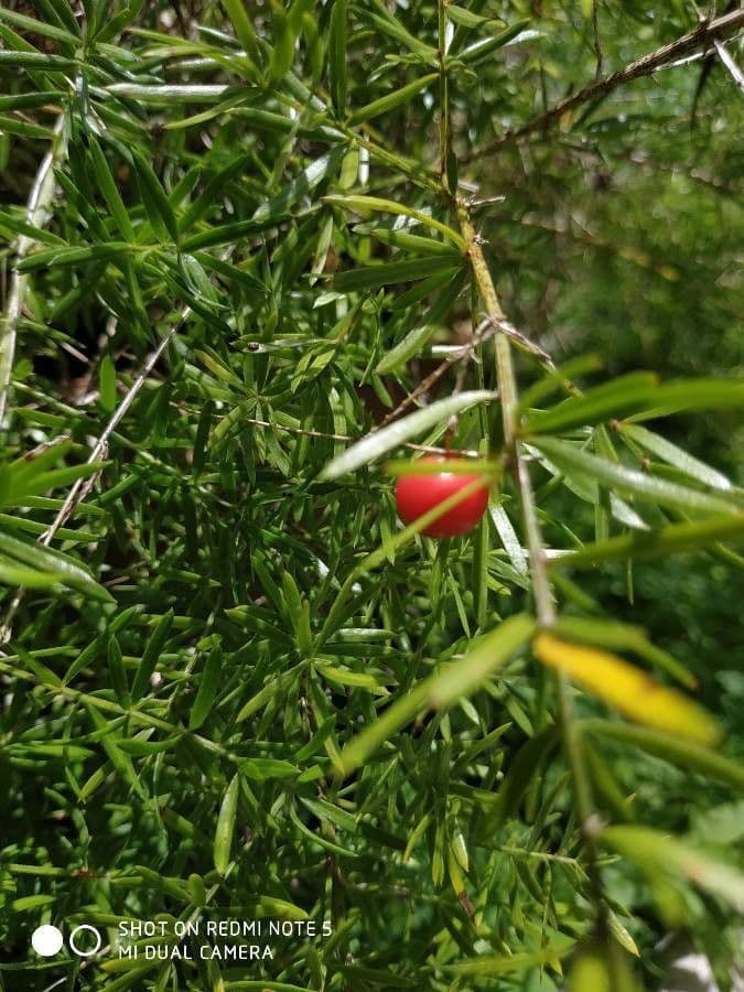 Garten-Spargel 3