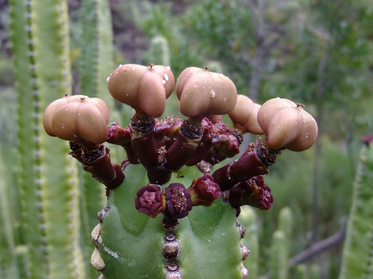 Tabaiba gigante 2