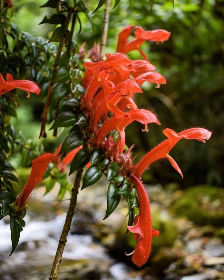 Columnea 2
