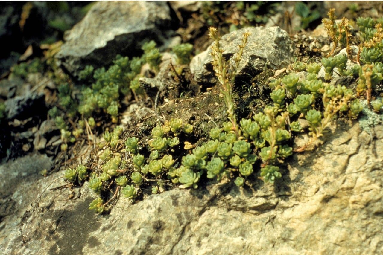 Sedum glauco 6