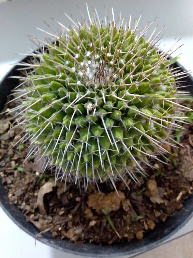 Mammillaria 17