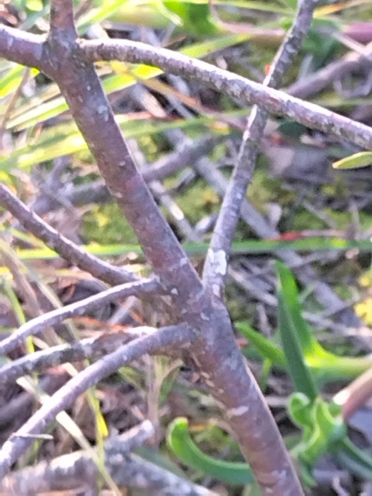Agathosma 12