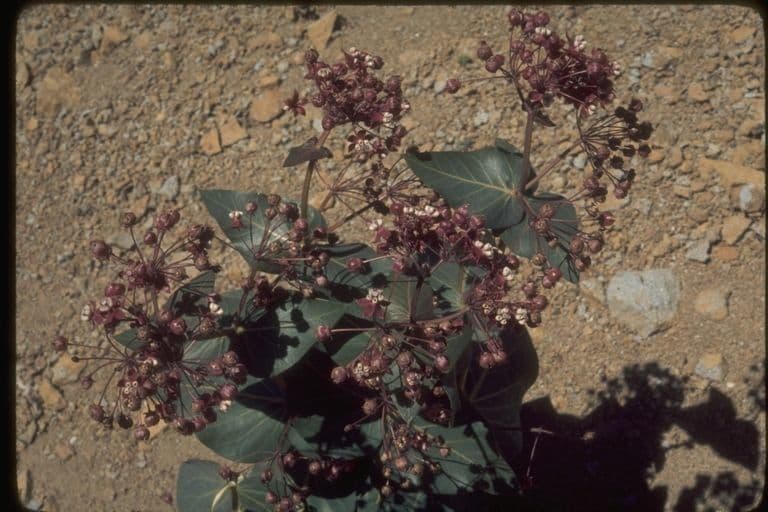 Asclepias 10
