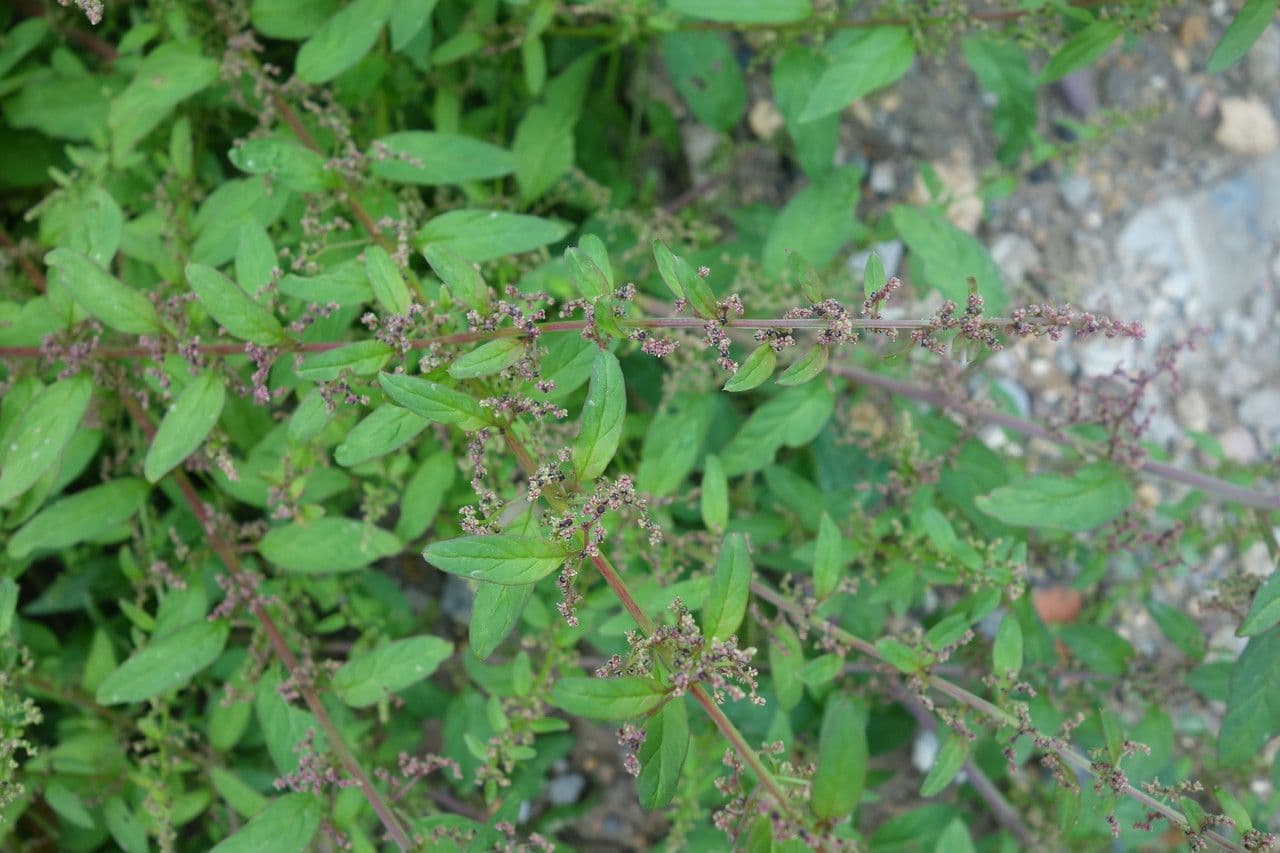 Chénopode polysperme 12