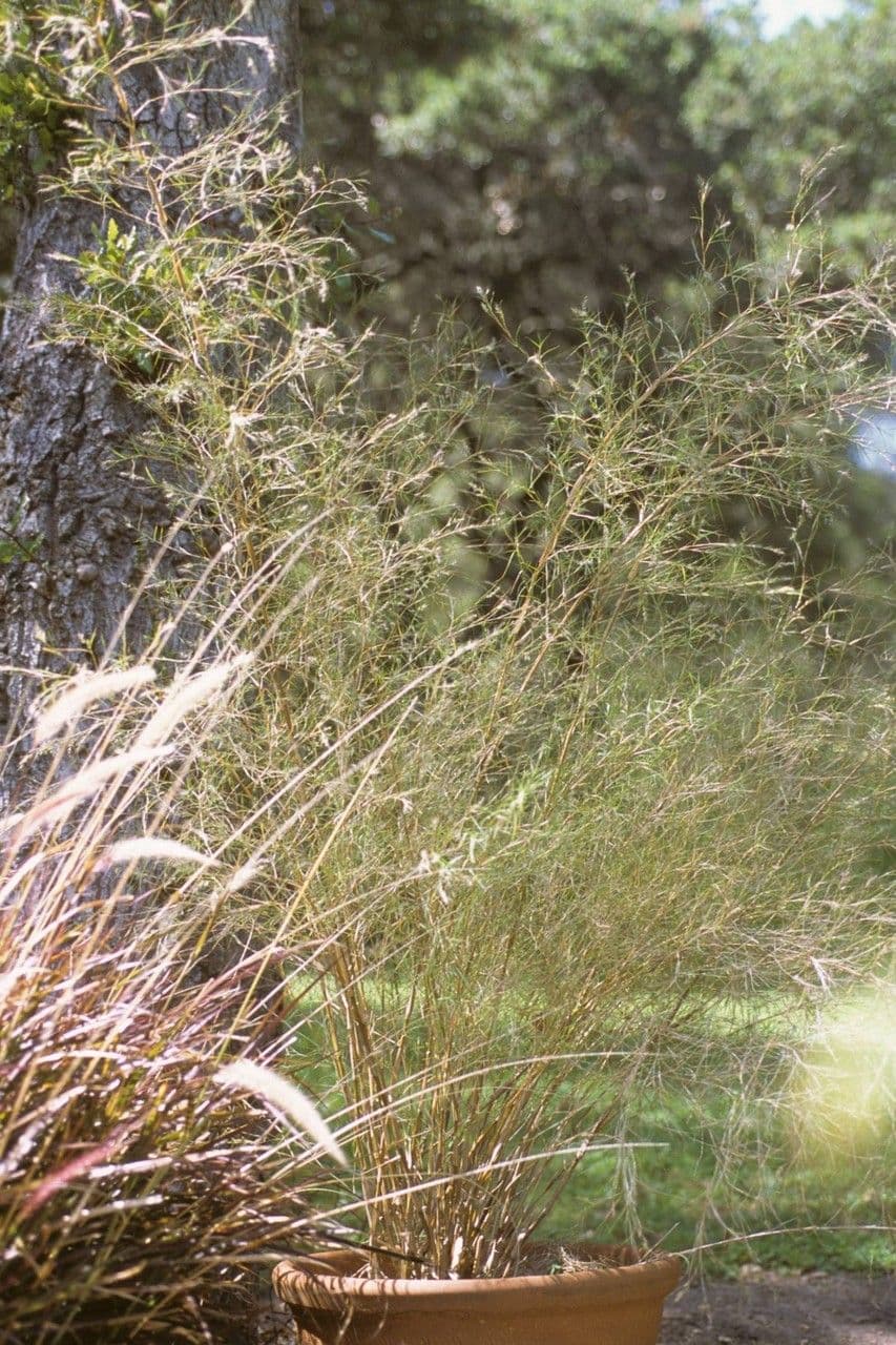 Bambus-Muhly 3