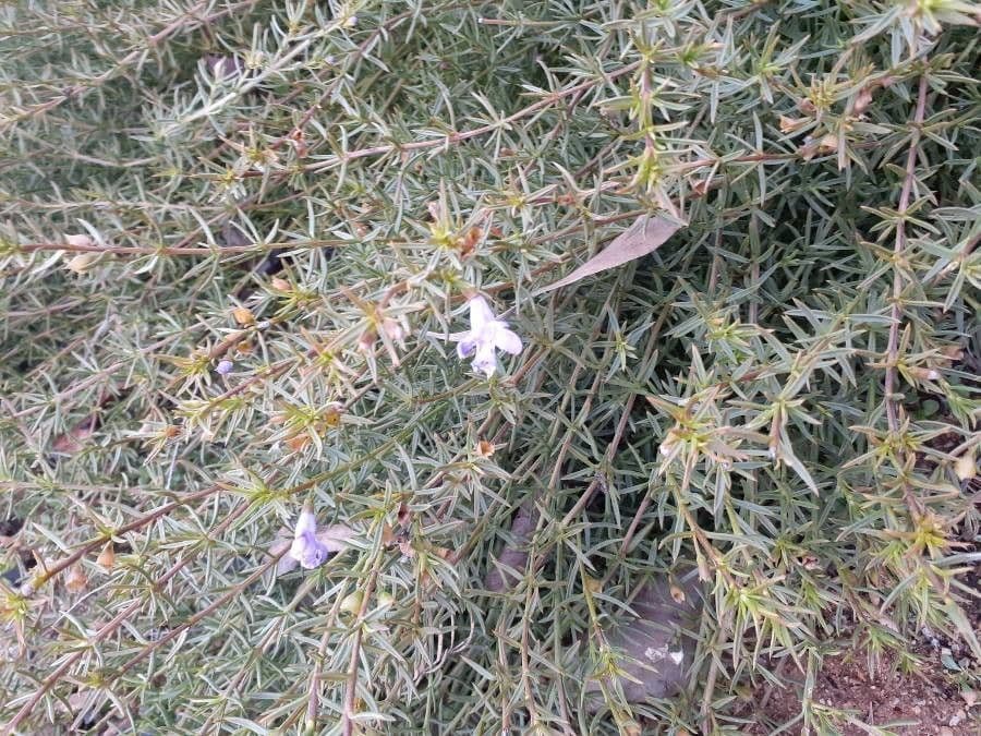 Hemiandra 5