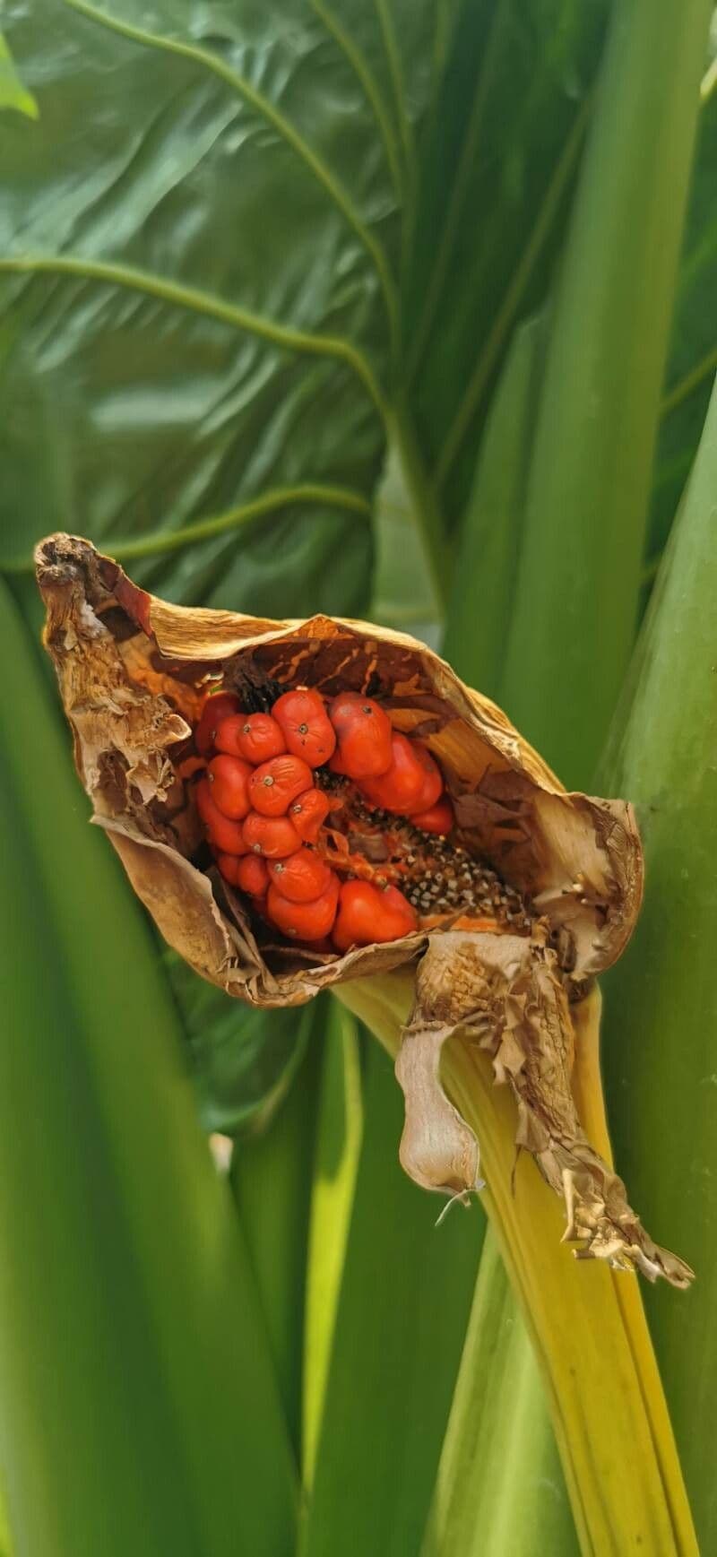 Riesen-Taro