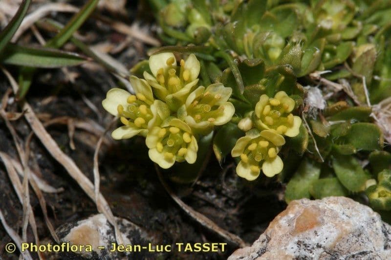 Draba