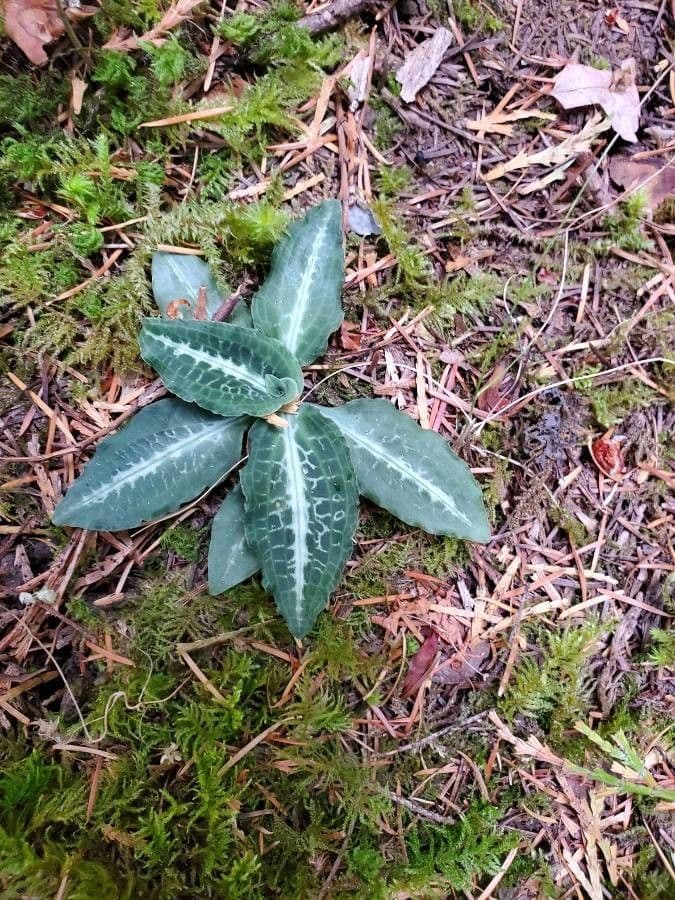 Goodyera oblongifolia 19