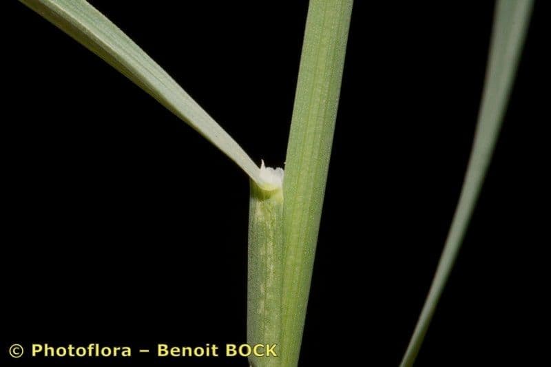 Blaugrüne Grannen-Rispengras 16