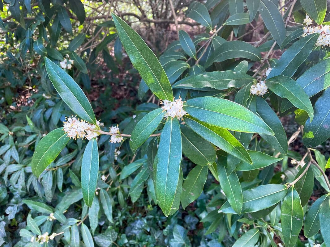 Duftblüte 2