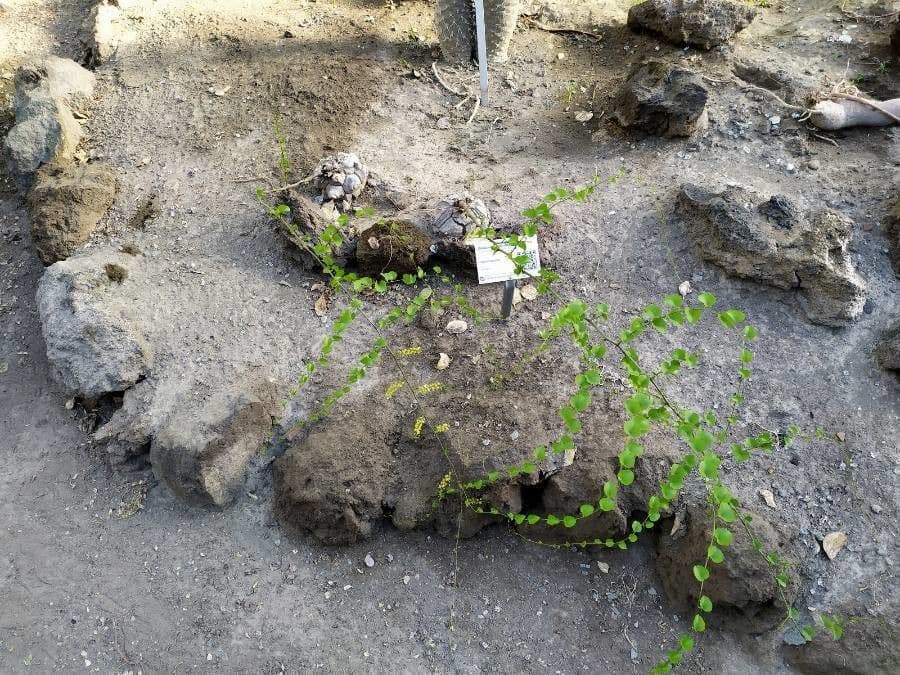 Dioscorea 9