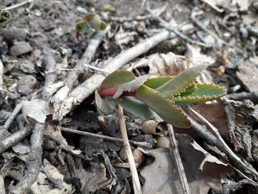 Kalanchoe 5