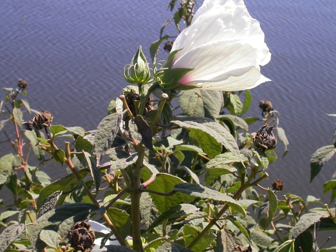Ibisco delle paludi 12