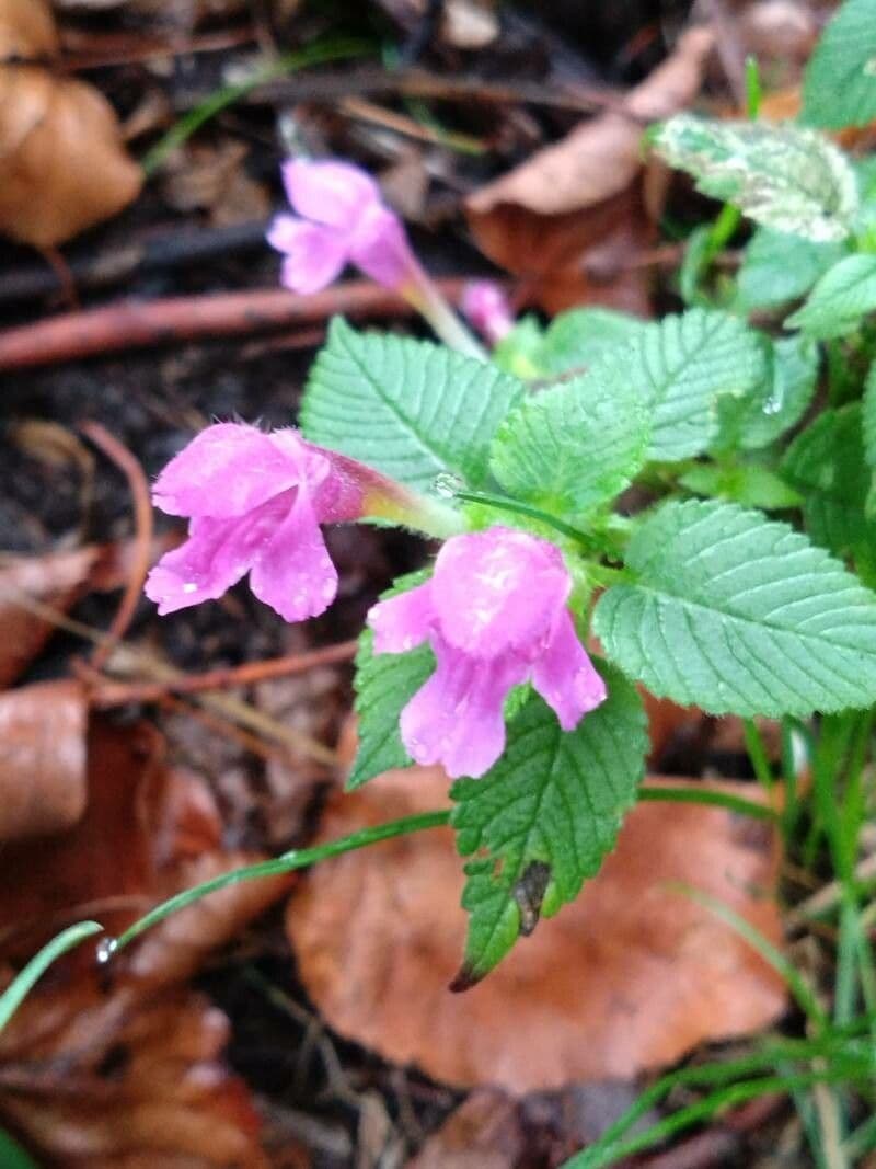 Canapa selvatica pubescente 2