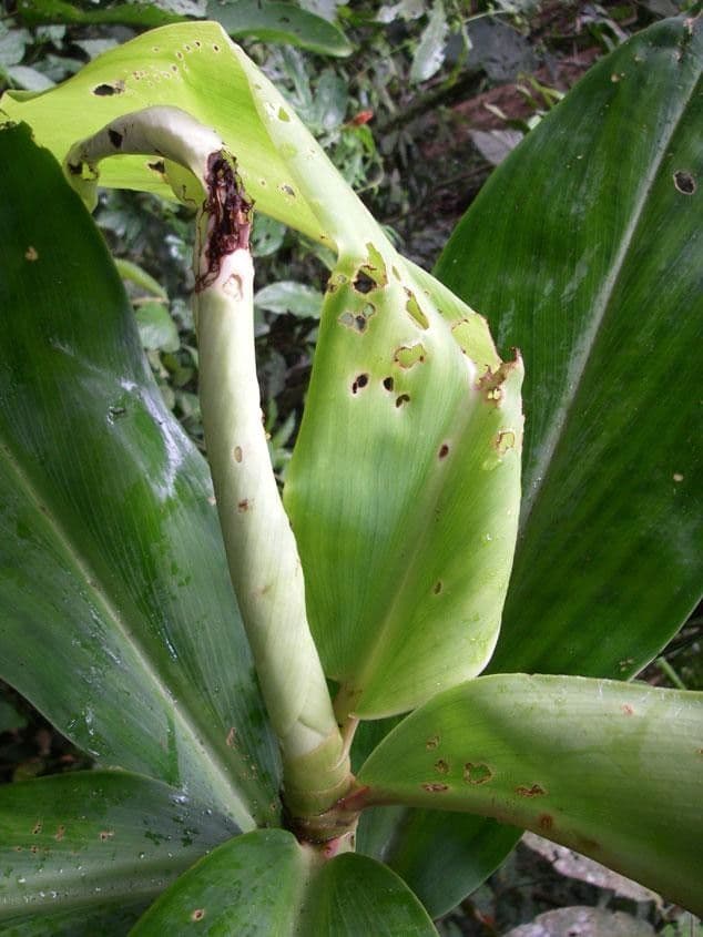 Costus liscio 3