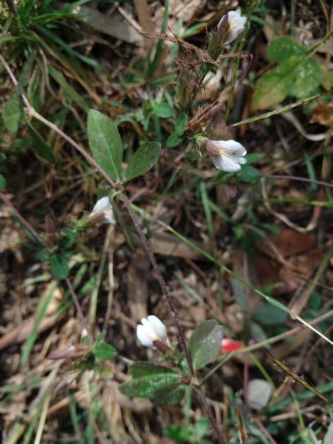 Blepharis maderaspatensis 5