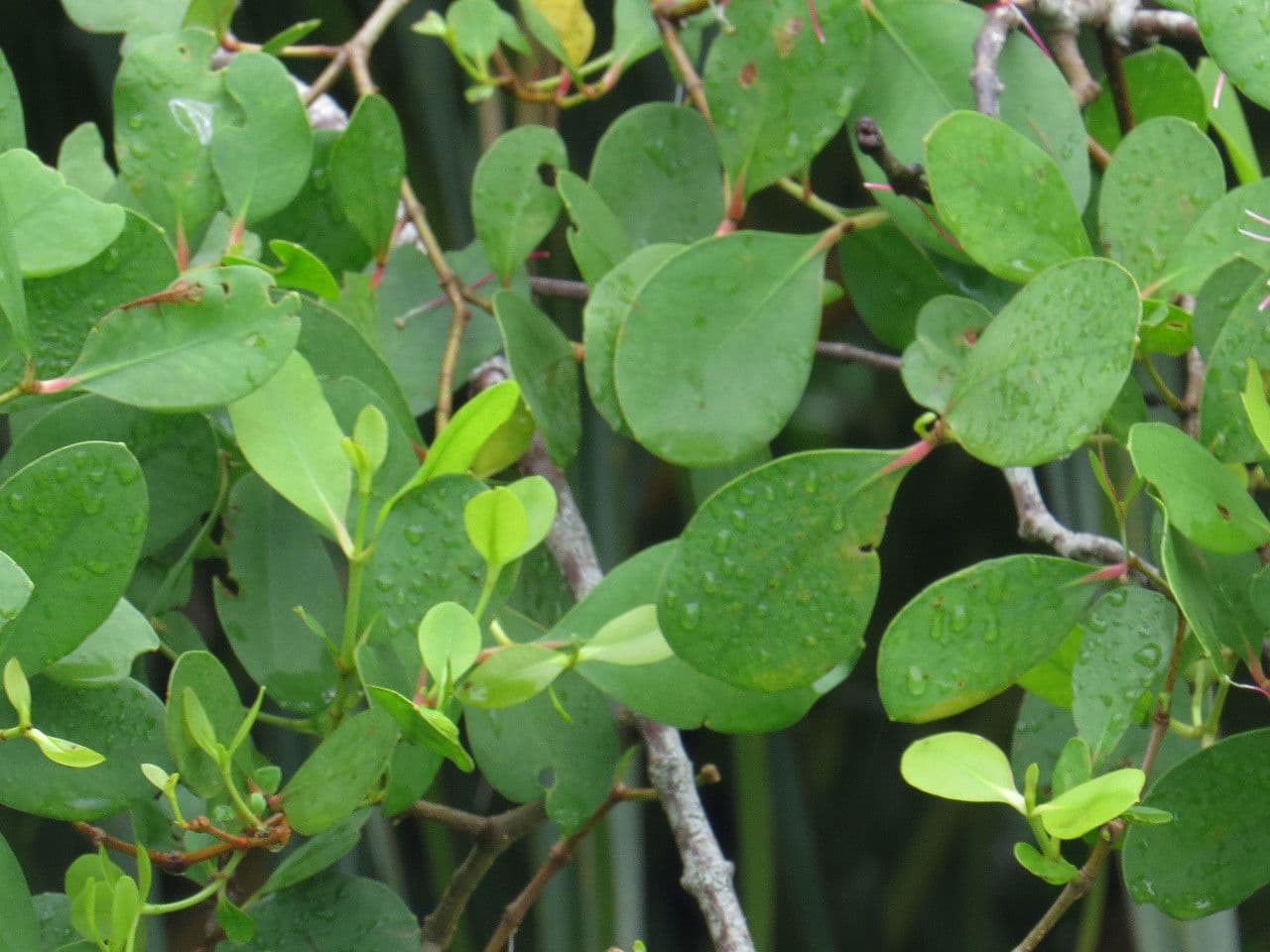 Avicennia 4