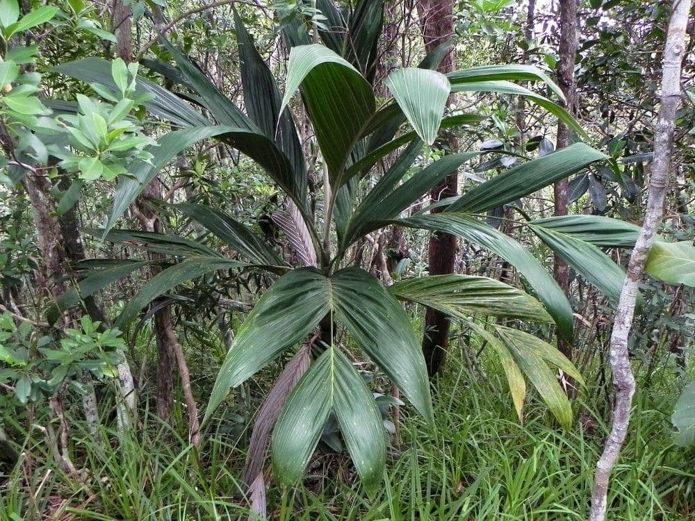 Basselinia 11