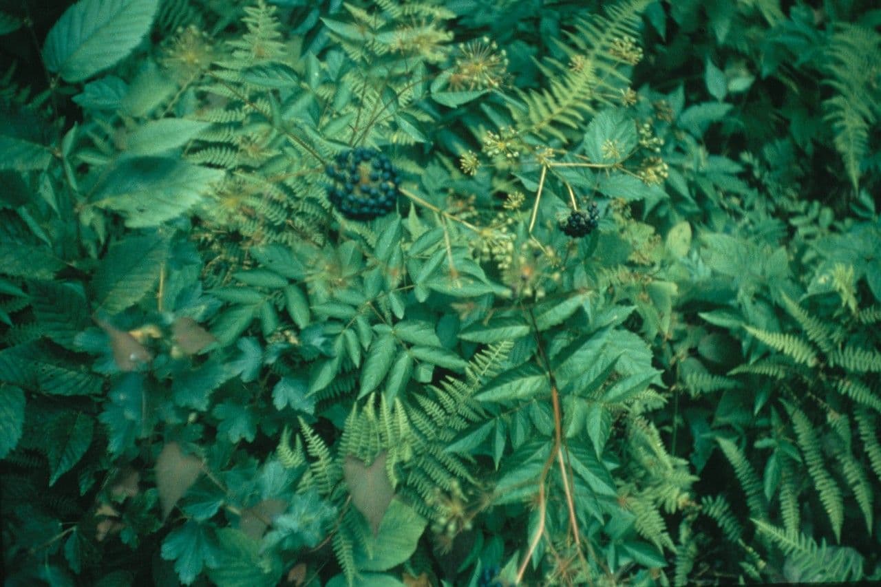 Aralia 15