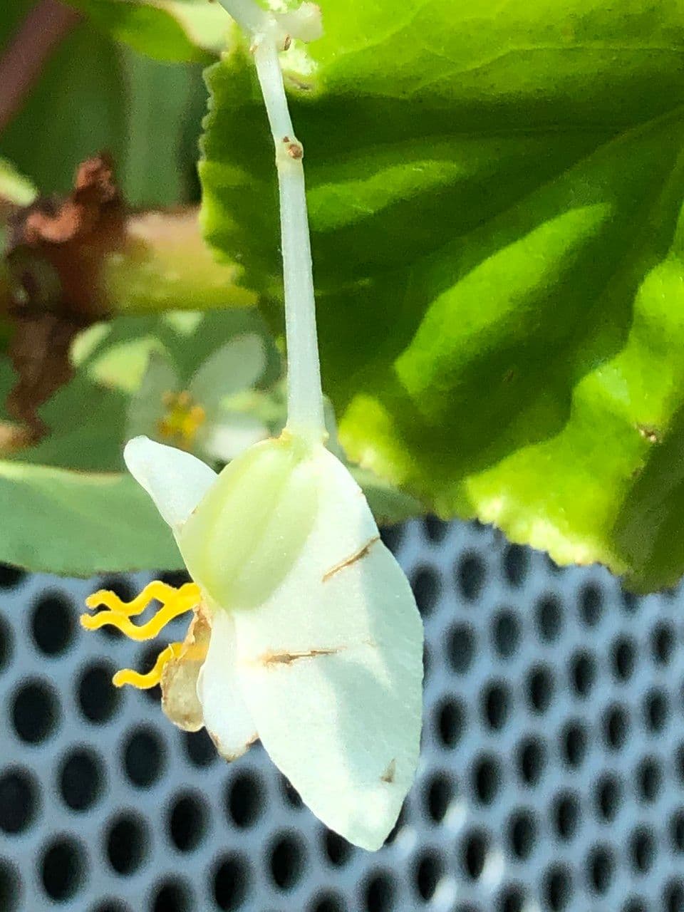 Begonia 4
