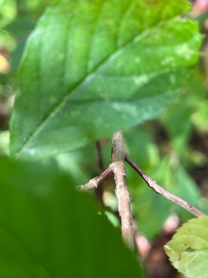 Clethra 22