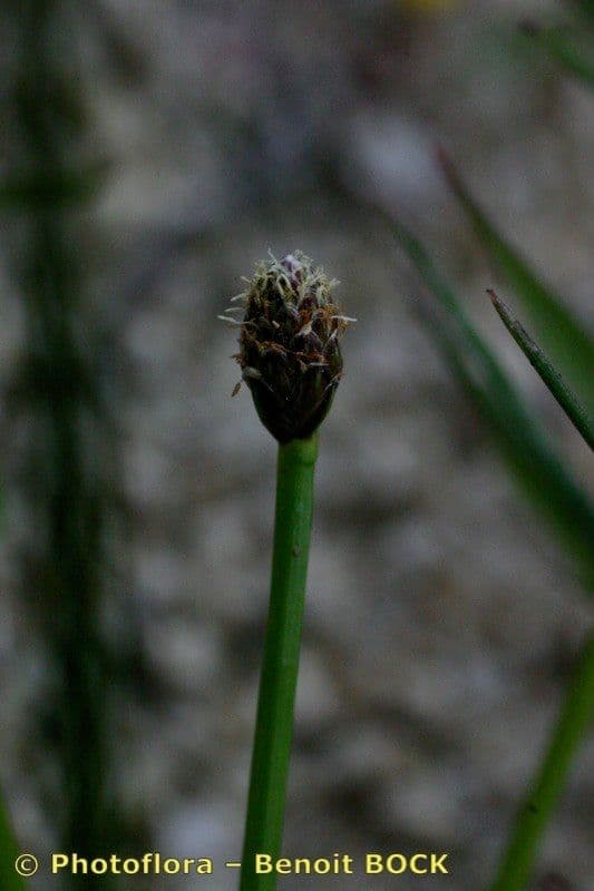 Eleocharis ovata 3