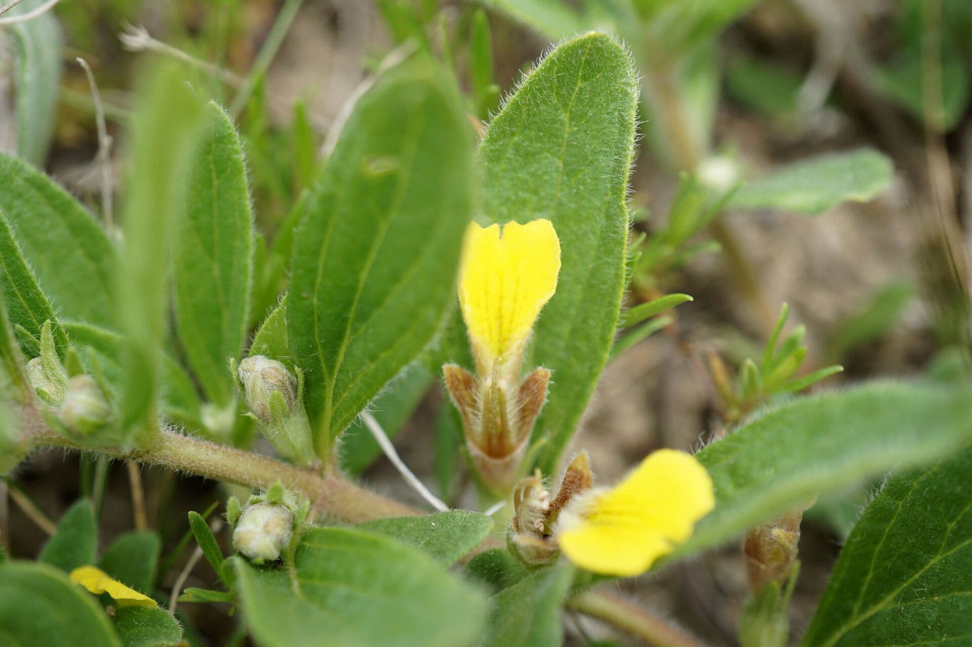 Ajuga 2