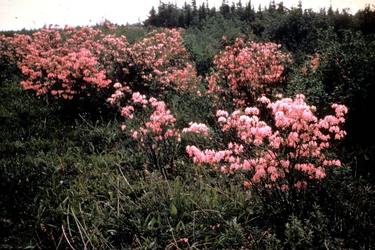 Himmelsduft 9