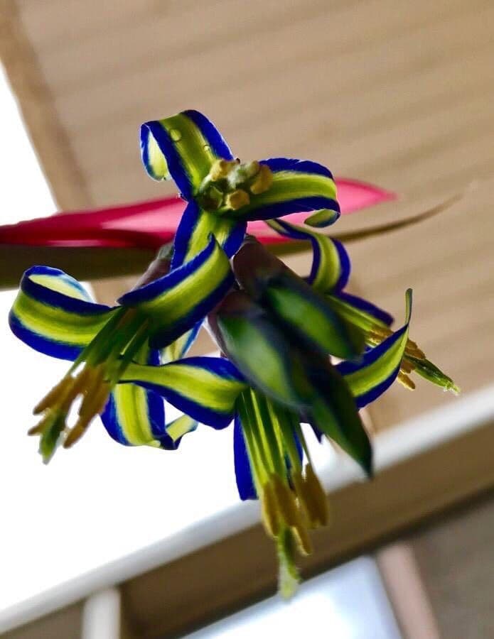 Billbergia pendula 5