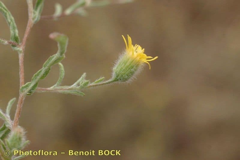 Pulicaria