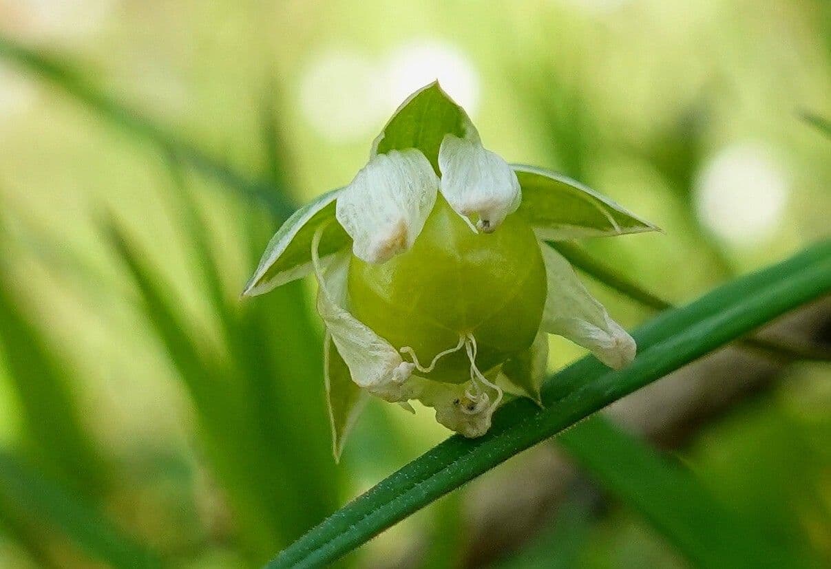 Echte Sternmiere 4
