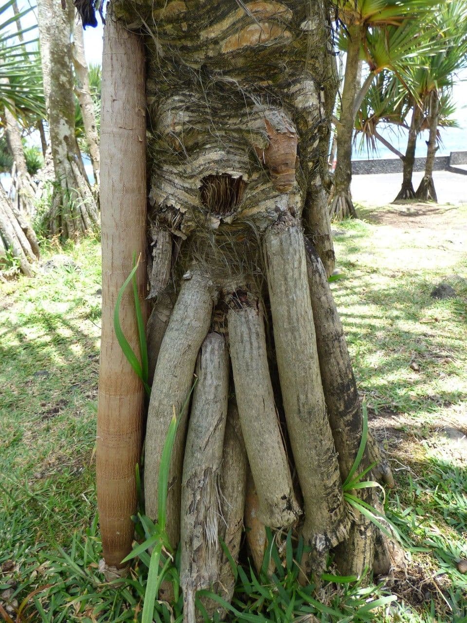 Pandano 23