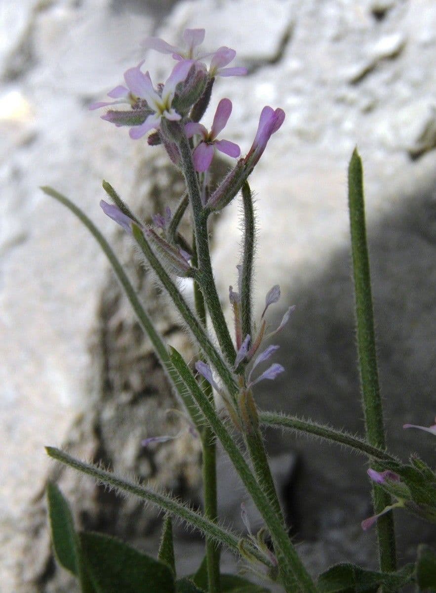 Malcolmia africana 11
