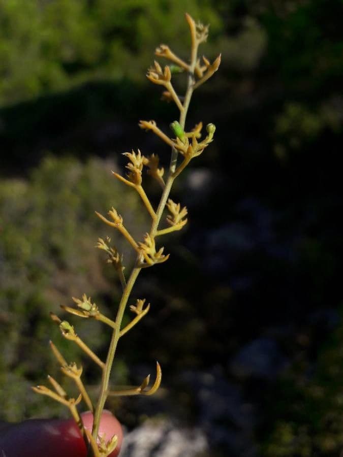 Bastard toadflax 5