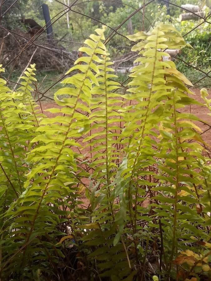 Nephrolepis 13