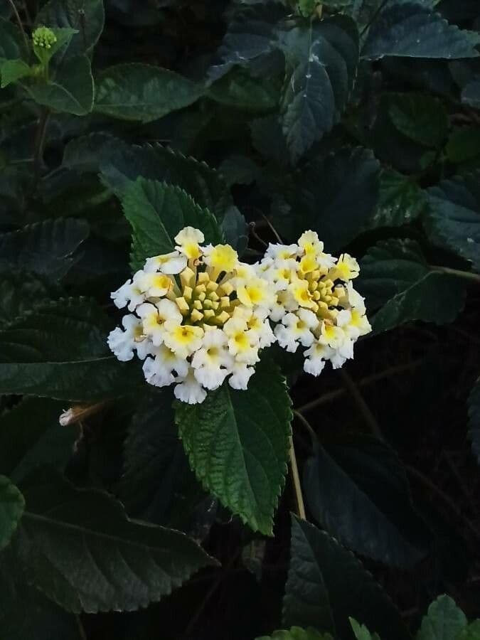Lantana canescens 6
