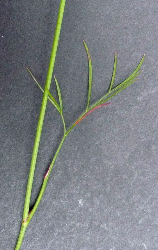 Peucedano gallico 26