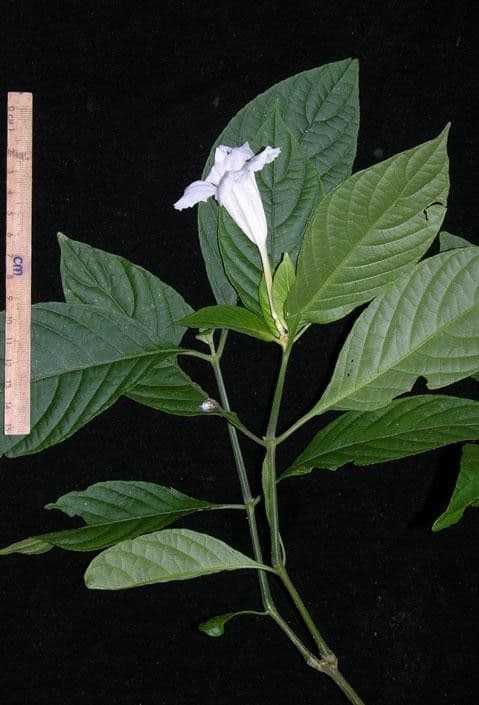 Ruellia 13
