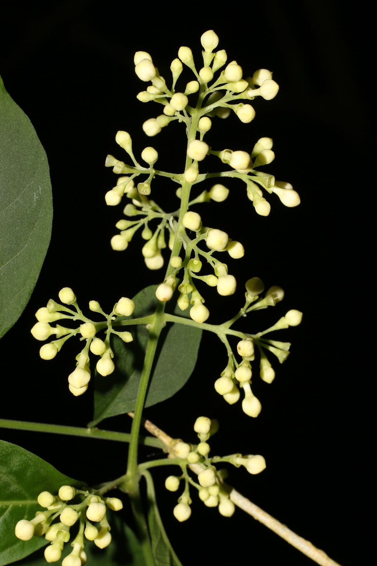 Aegiphila panamense 2