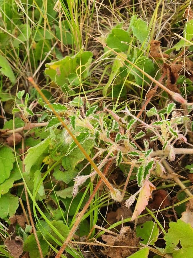Monsonia 5